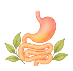 Digestión