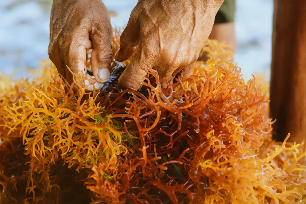 Manos recolectando musgo marino o Sea Moss fresco, alga marina considerada un superalimento natural con múltiples beneficios para la salud.